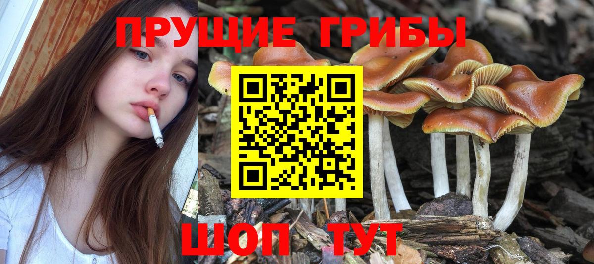 Галлюциногенные грибы мицелий  Вход с VPN  Орск  Галлюциногенные грибы Psilocybine cubensis 